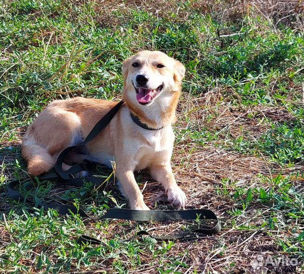 Собака Рыжулька