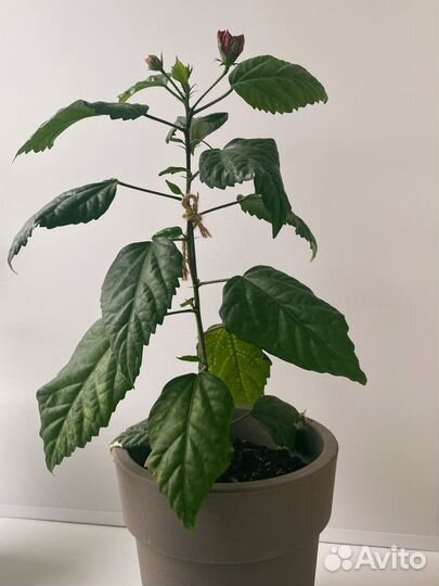 Махровый гибискус