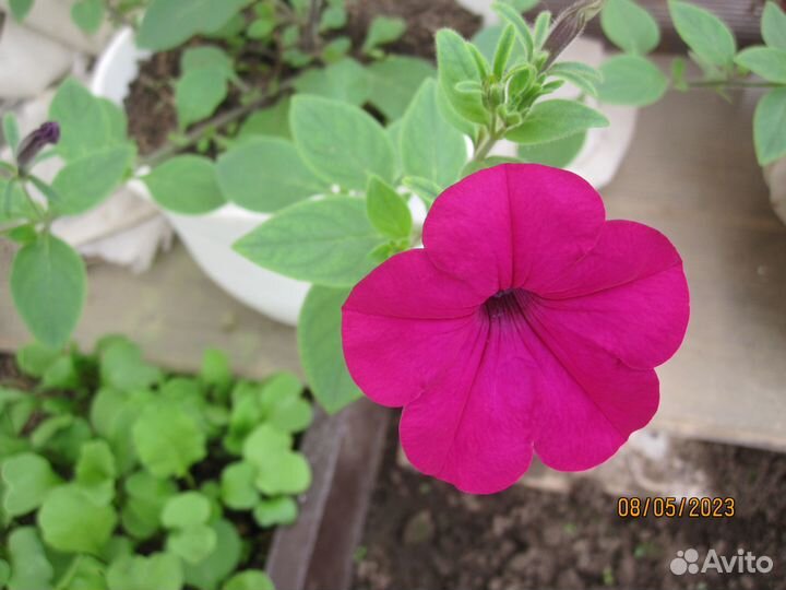 Продам рассаду цветы