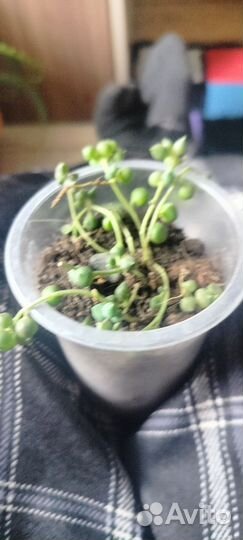Суккулент крестовик роули