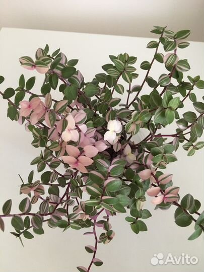 Коллизия разные сорта