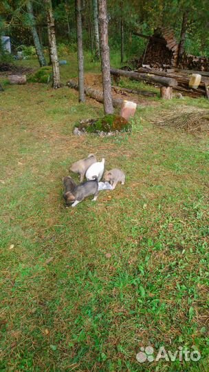 Продажа щенков зсл