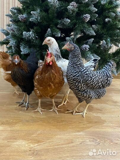 Курочки, большой выбор молодок
