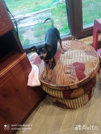 Минитойтерьер