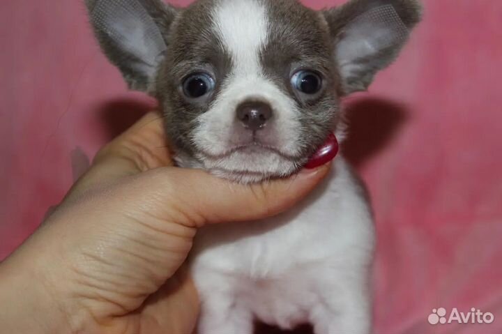Щенок Чихухуа Девочка стандарт