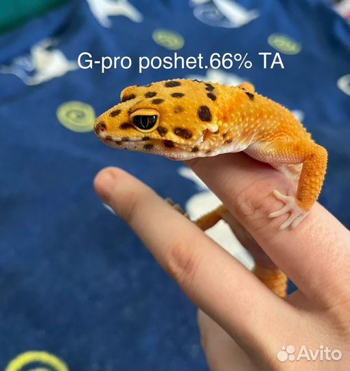 Эублефар гекон