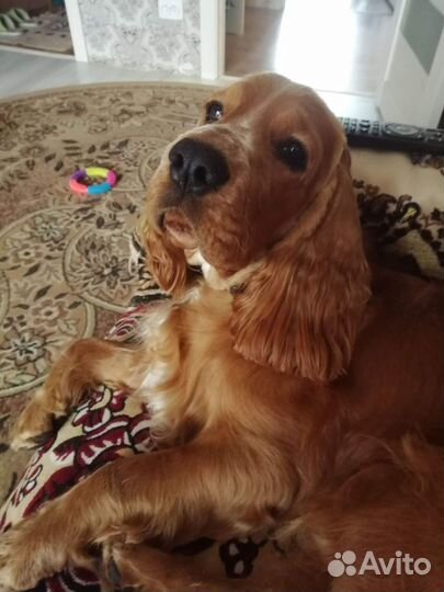 Вязка кобель