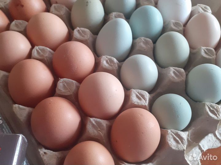 Яйца для инкубации