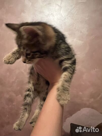 Бенгальская