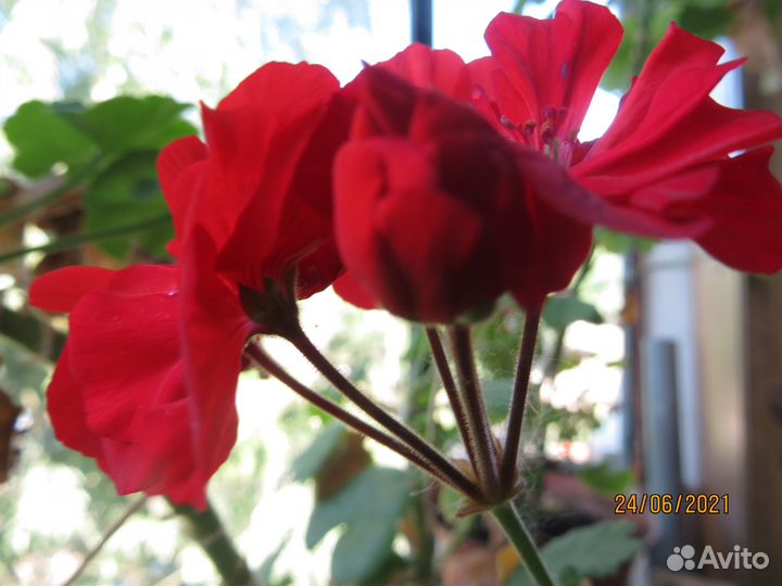 Герань красная