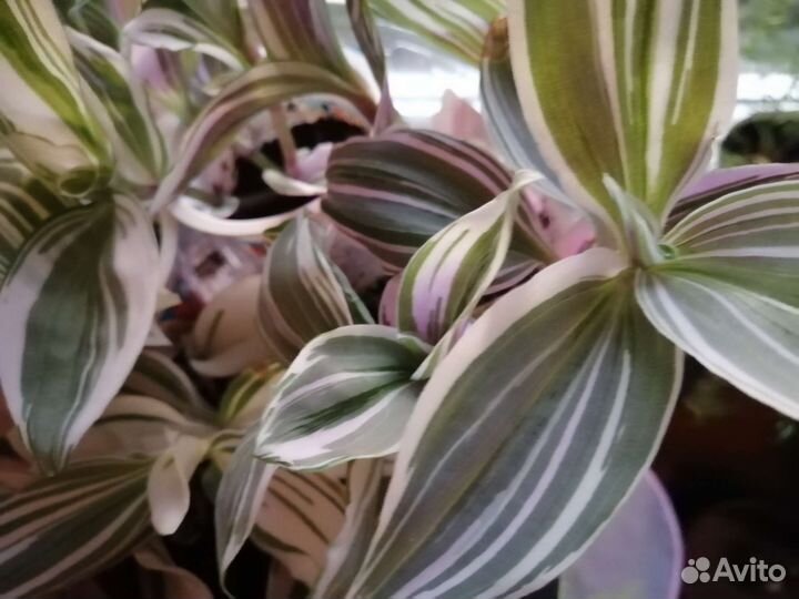 Традесканция