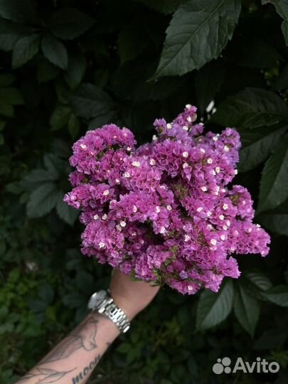 Букет из сухоцветов статицы