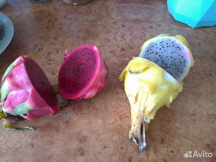 Питахайя жёлтая и красная рассада