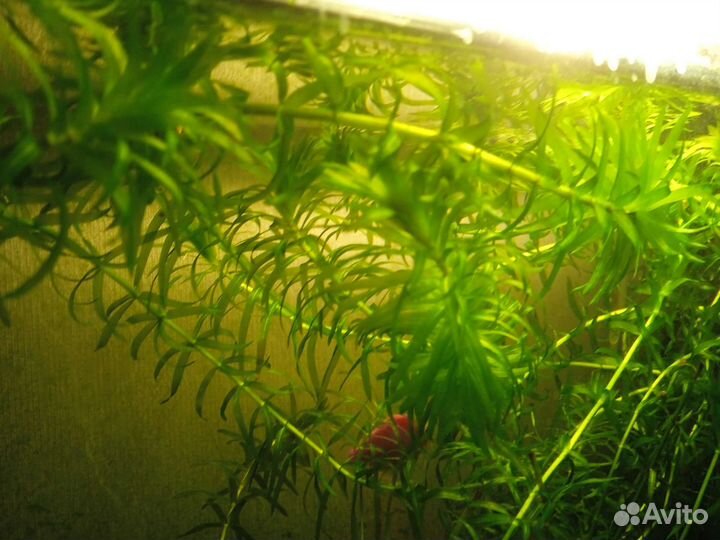 Аквариумное растение элодея
