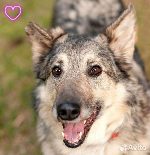 Собака в добрые руки