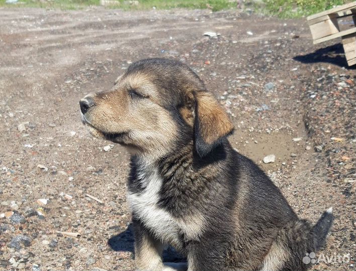Щенок 2 месяца, добрый и общительный