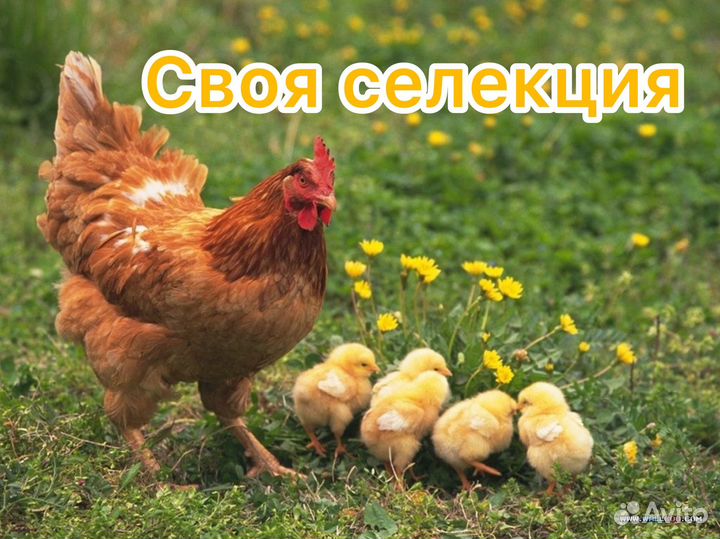 Куры несушки