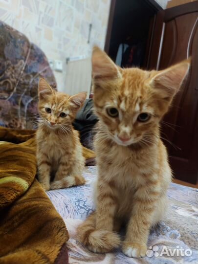 Рыжие котята