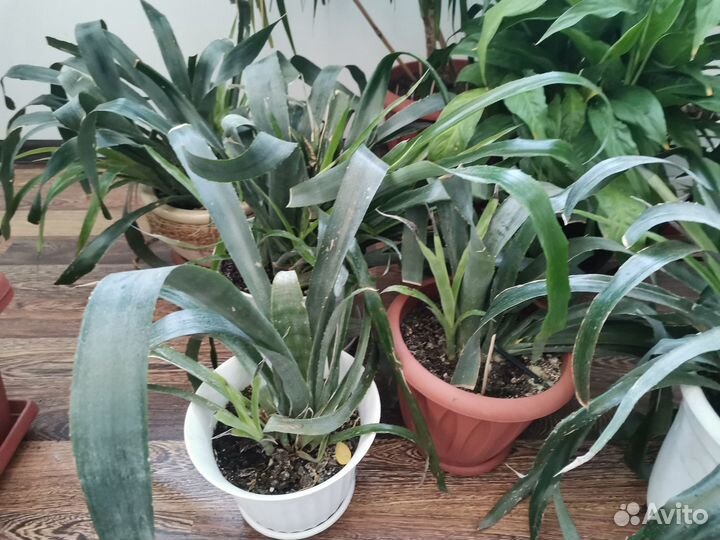 Бельбергия