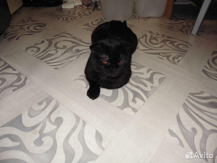 Предлагаю для вязки вислоухого шотландского кота