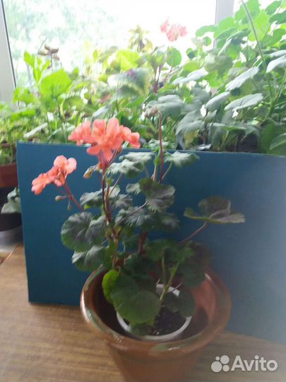 Пеларгония зональная