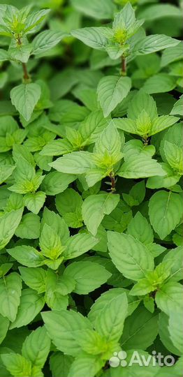 Мята шоколадная, яблочная и др