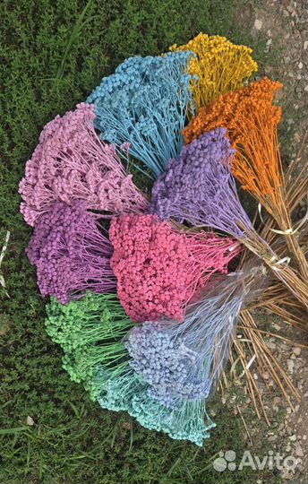 Пижма сухоцвет