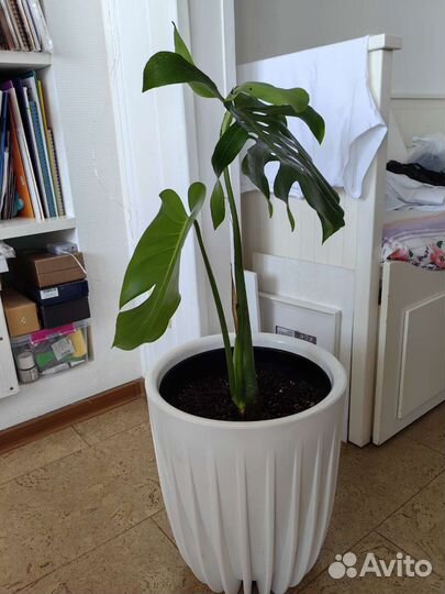 Монстера, комнатное растение