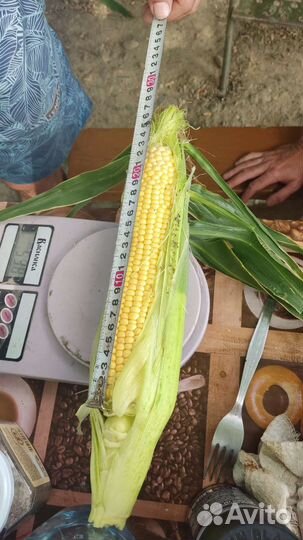 Кукуруза в початках