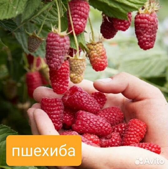 Саженцы малины Пшехиба