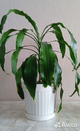 Драцена душистая