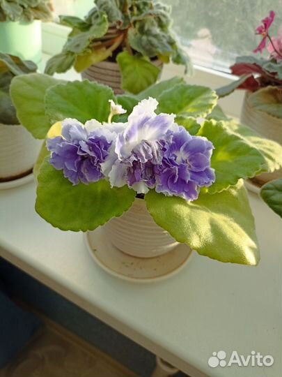 Фиалки сортовой розетки