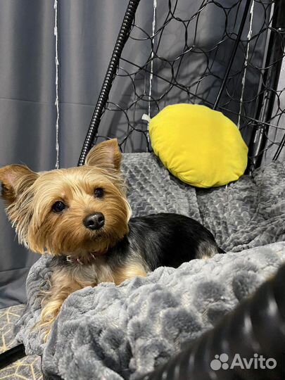 Йоркширский терьер