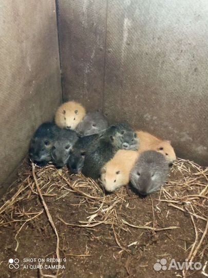 Нутрии на племя