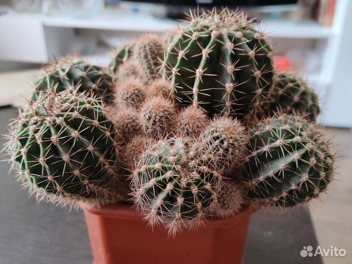 Кактус Эхинопсис трубкоцветный