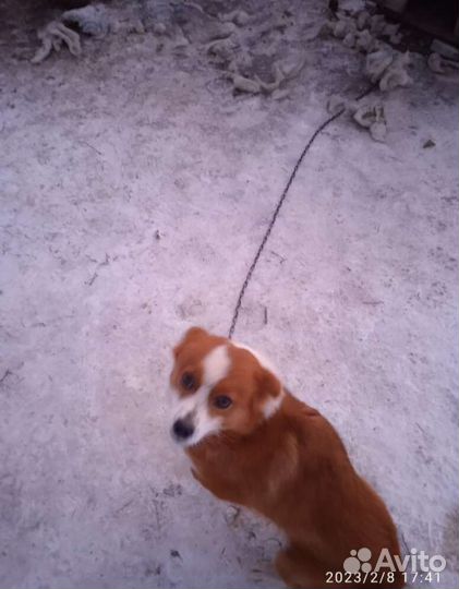 Собачка в добрые руки