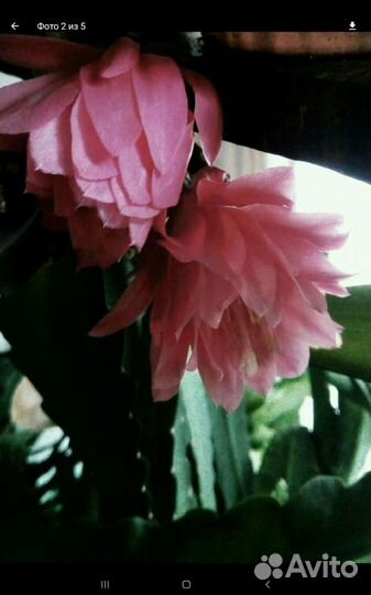 Эпифиллиум (тещин язык)