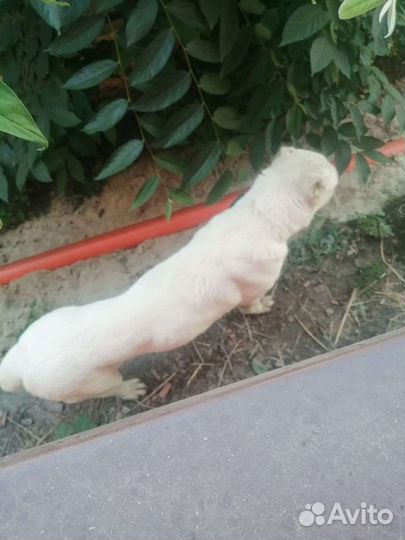 Собака потеряшка