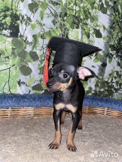 Русский той-терьер мальчик