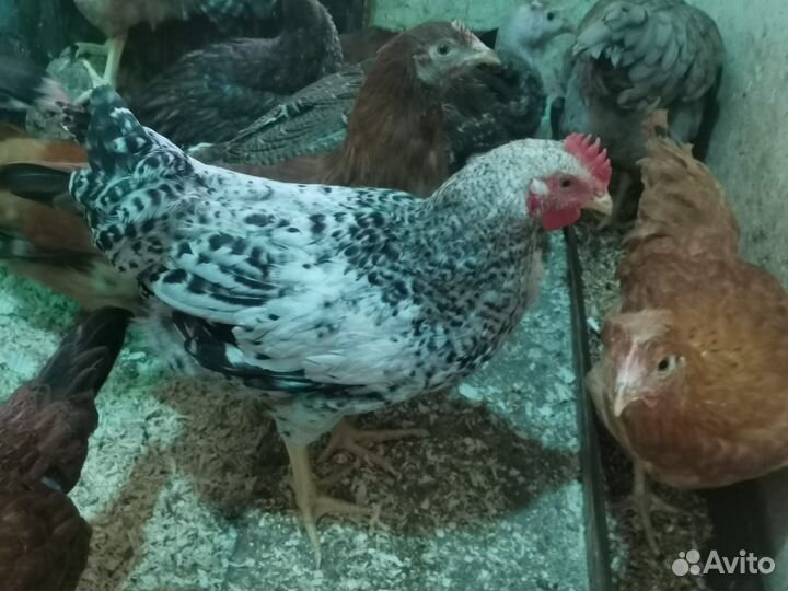 Куры молодки несушки доминант