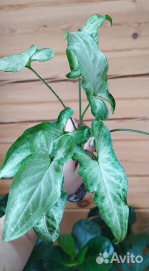 Растения для фитобокса