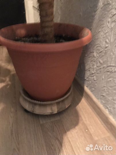 Фикус каучуковый