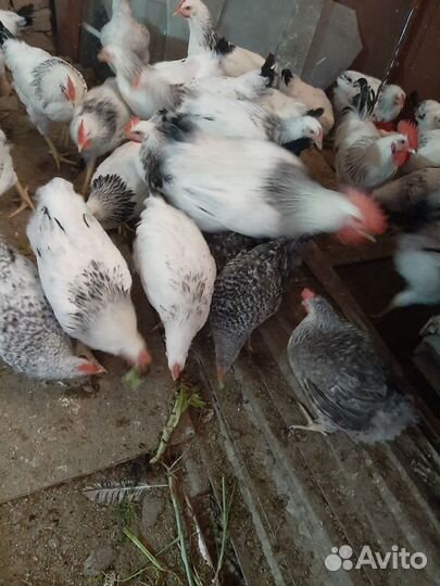 Куры и петухи породистые