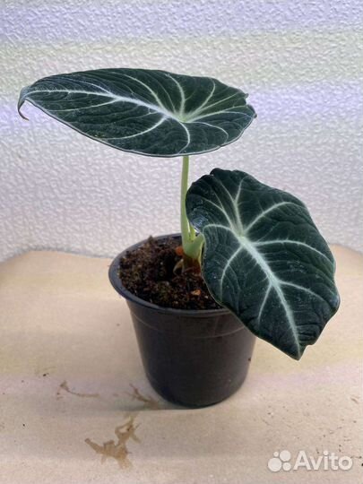 Папоротник, Муншайн, спатифиллум, Алоказия