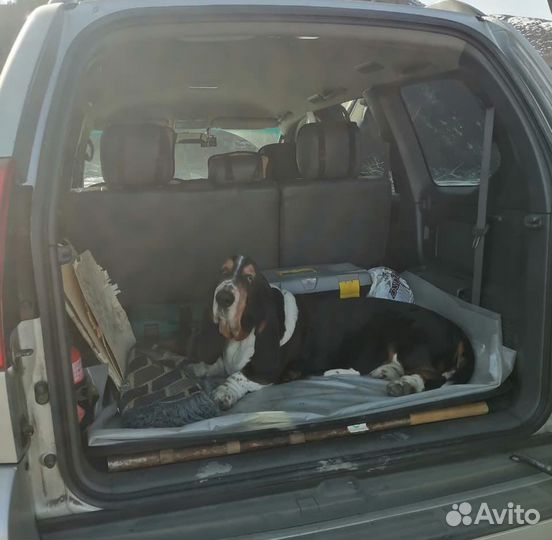 Выгул собак, зооняня для животных