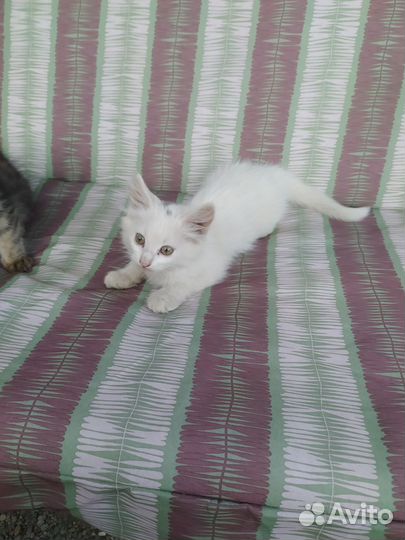 Котята в добрые руки бесплатно