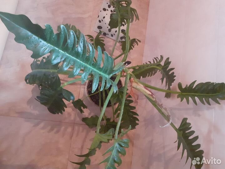 Филодендрон