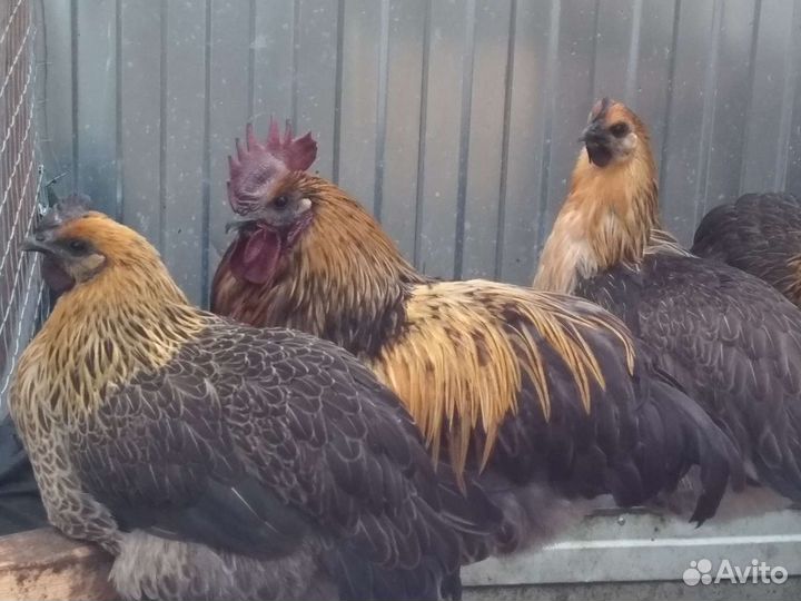 Инкубационное яйцо, цыплята, молодки, петушки