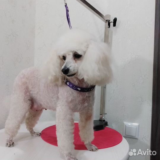 Стрижка собак