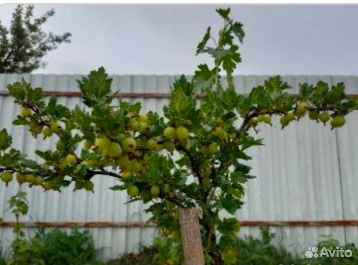 Крыжовник на штамбе